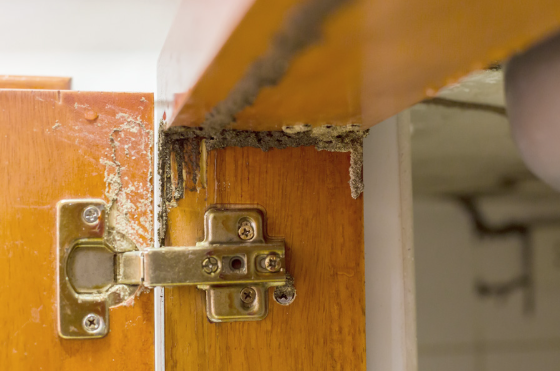 Rumah terlihat kokoh, tapi bisa rapuh karena rayap 1